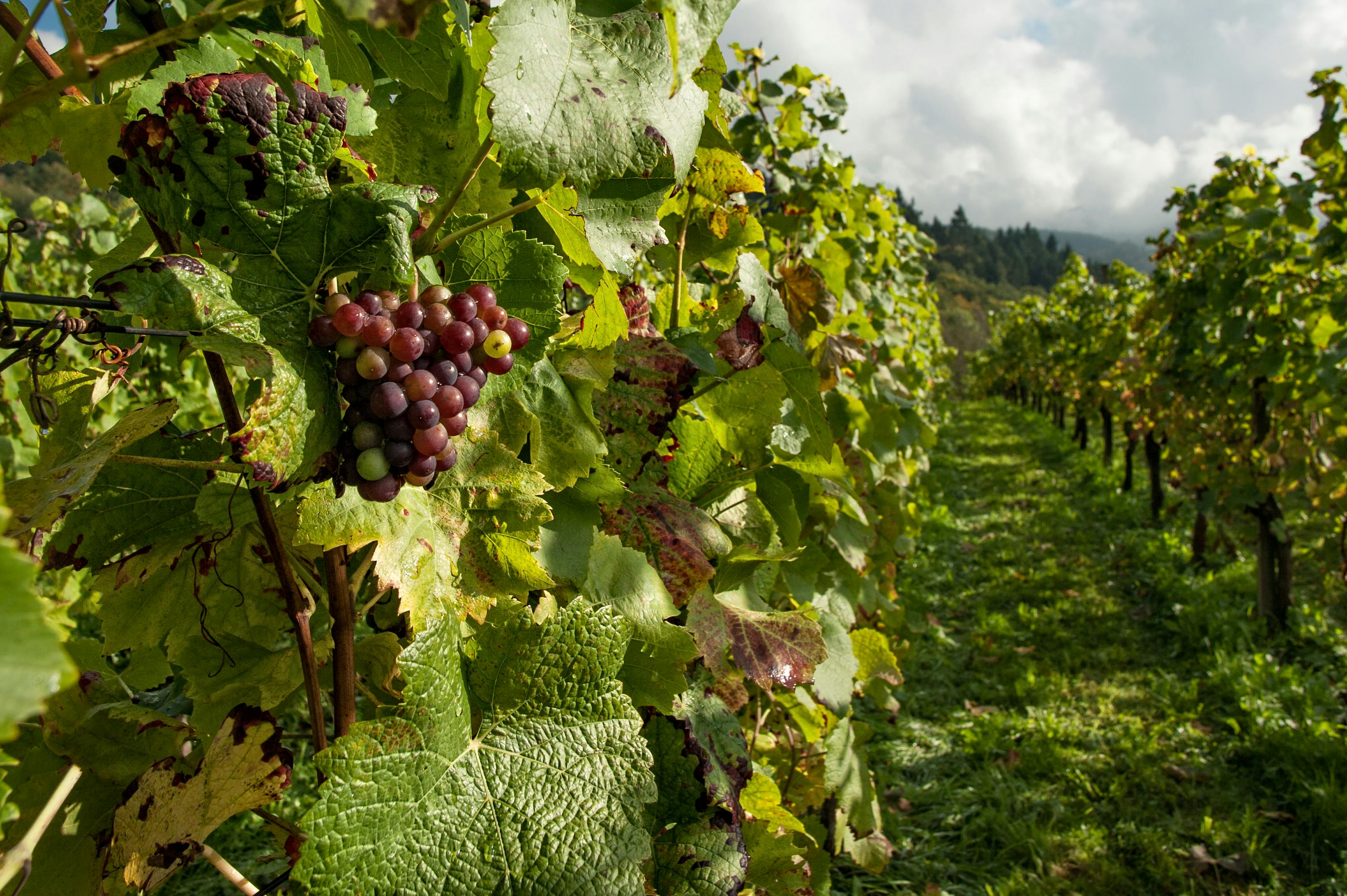 Wine Vineyard